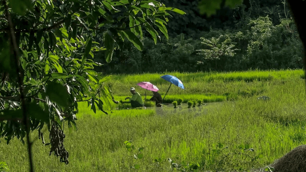 filipino farmers harvesting rice in the philippines